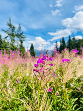 Load image into Gallery viewer, Fireweed Lotion