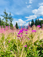 Load image into Gallery viewer, Fireweed Lotion
